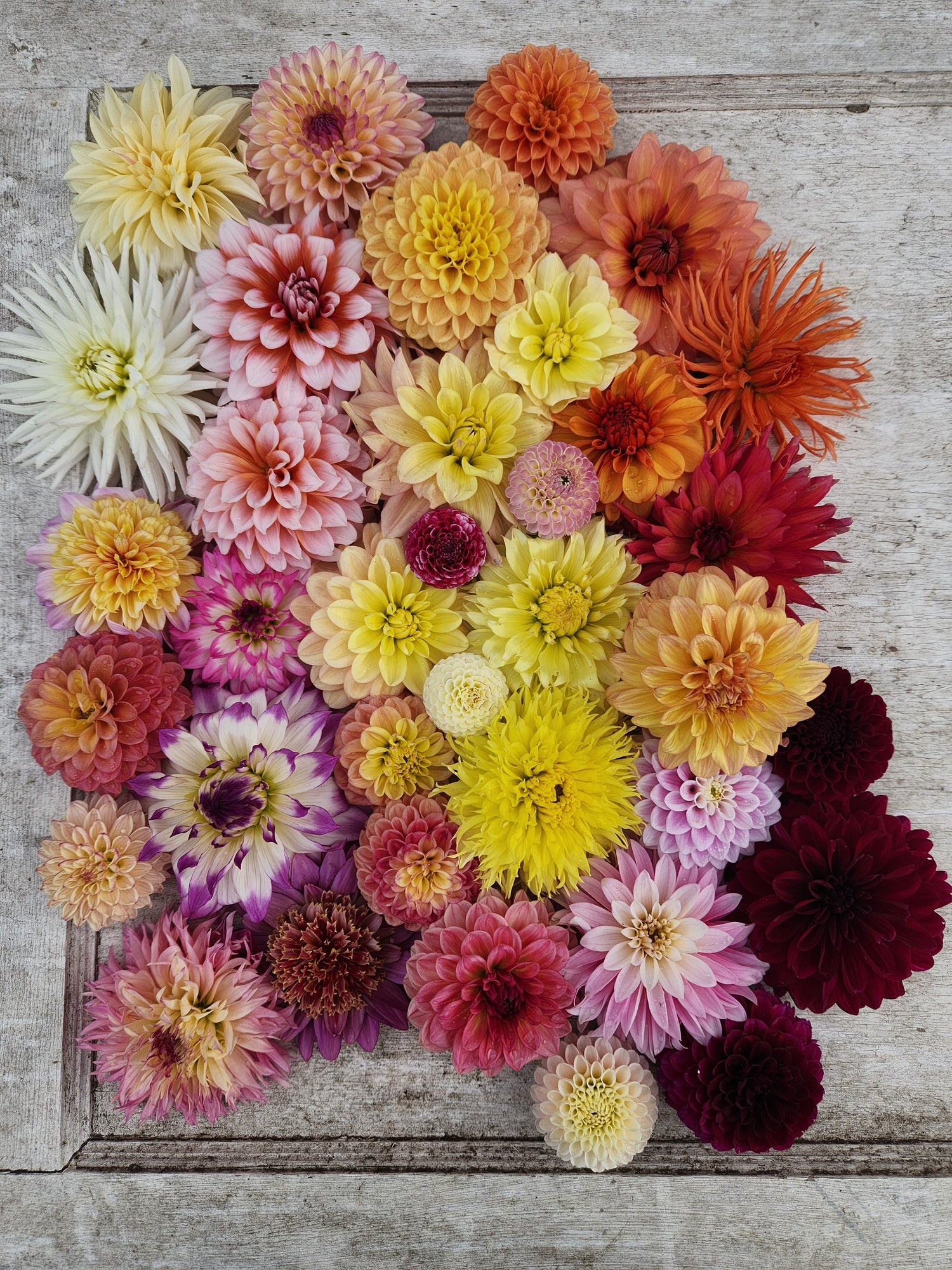 Dahlia Tubers