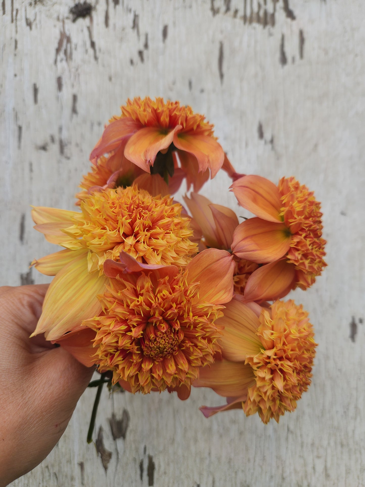 Sandia Brocade