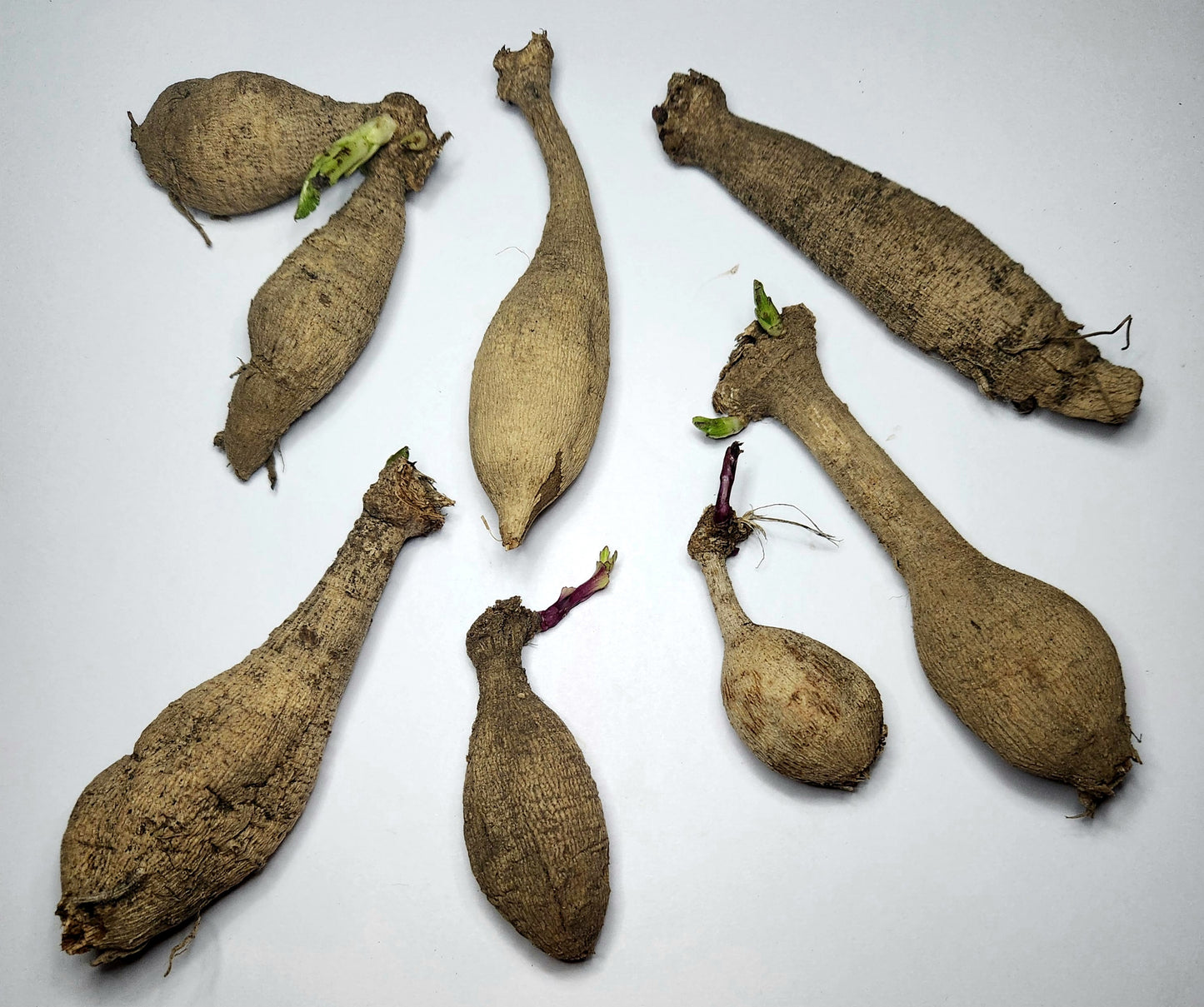 Mystery Dahlia Tuber