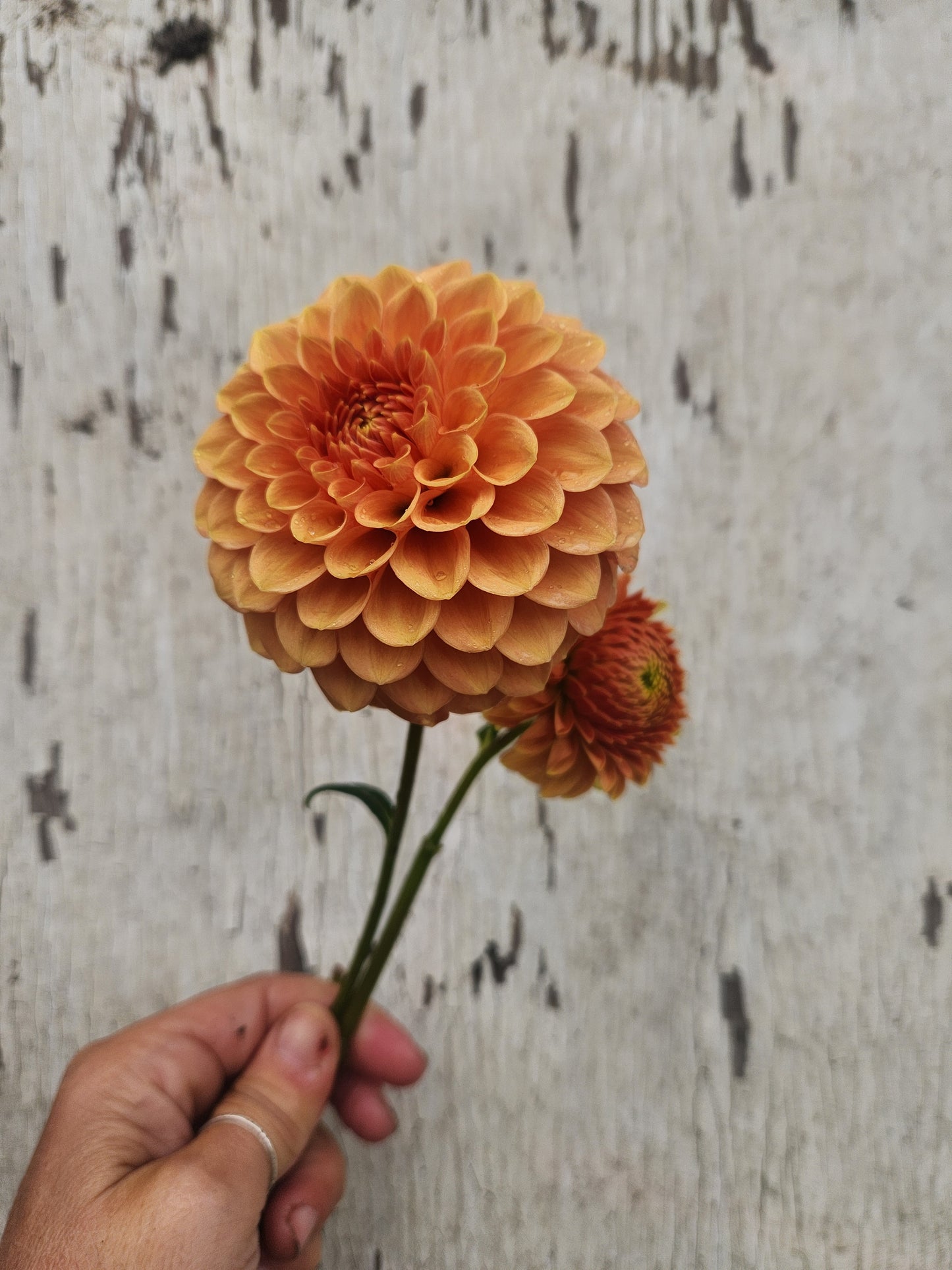 Caleb's Orange Crush