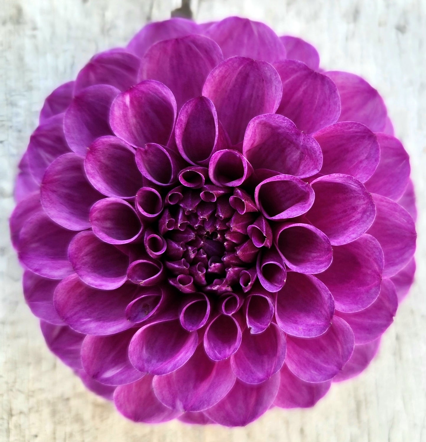Robann Royal