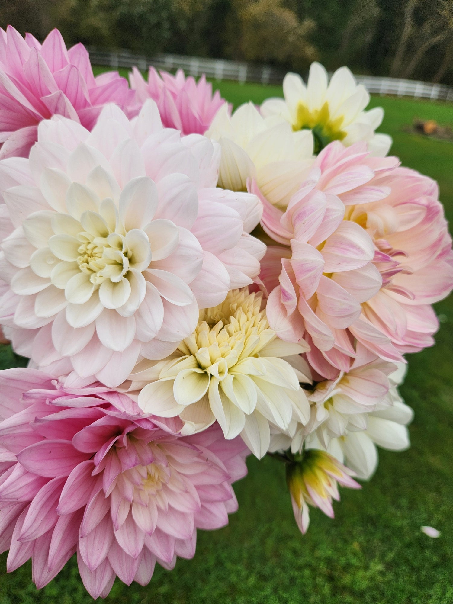 Order Flowers for local pickup or inquire about our wholesale blooms