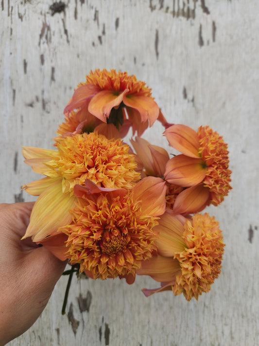 Sandia Brocade
