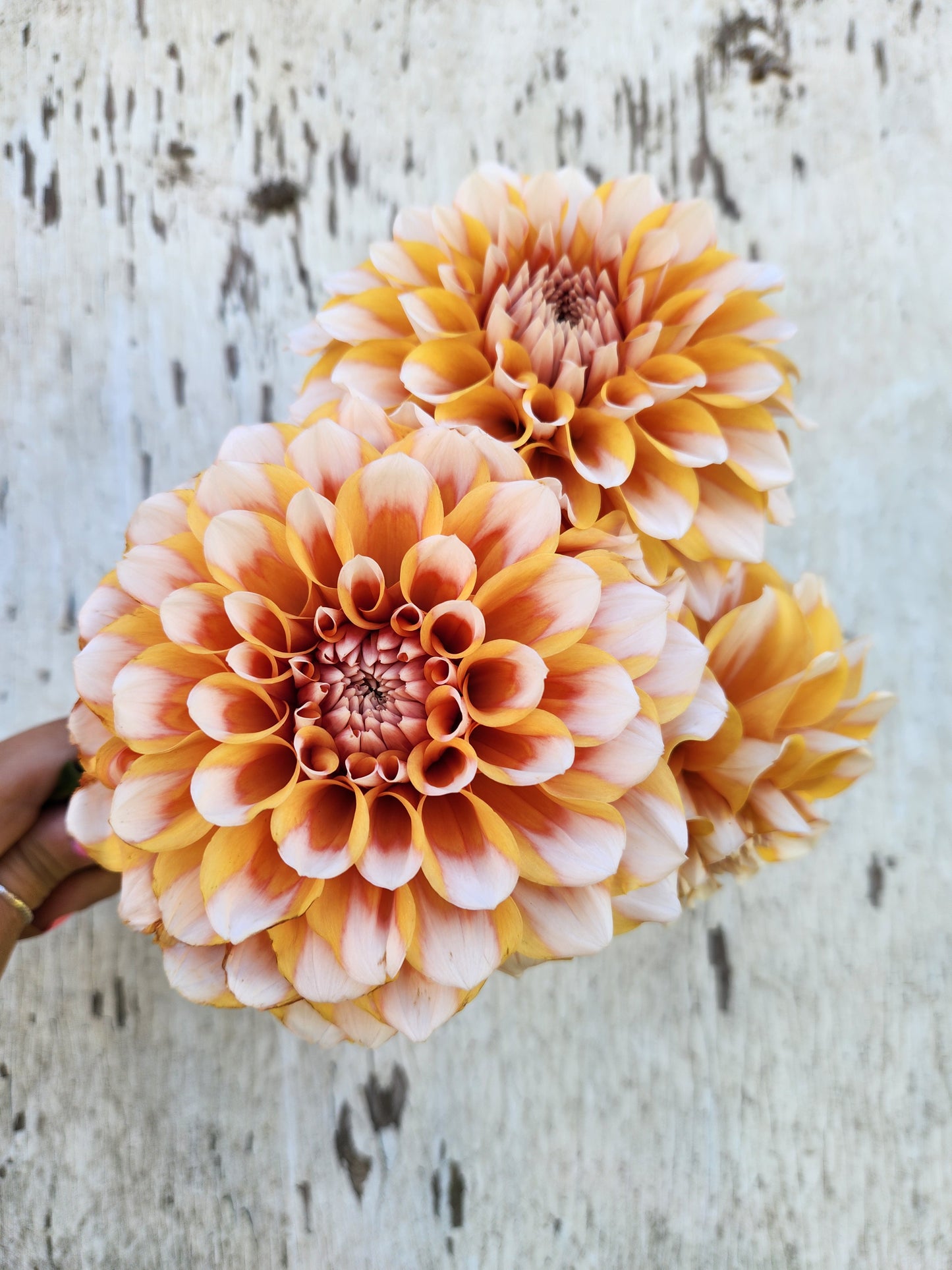 Holly Hill Orange Ice