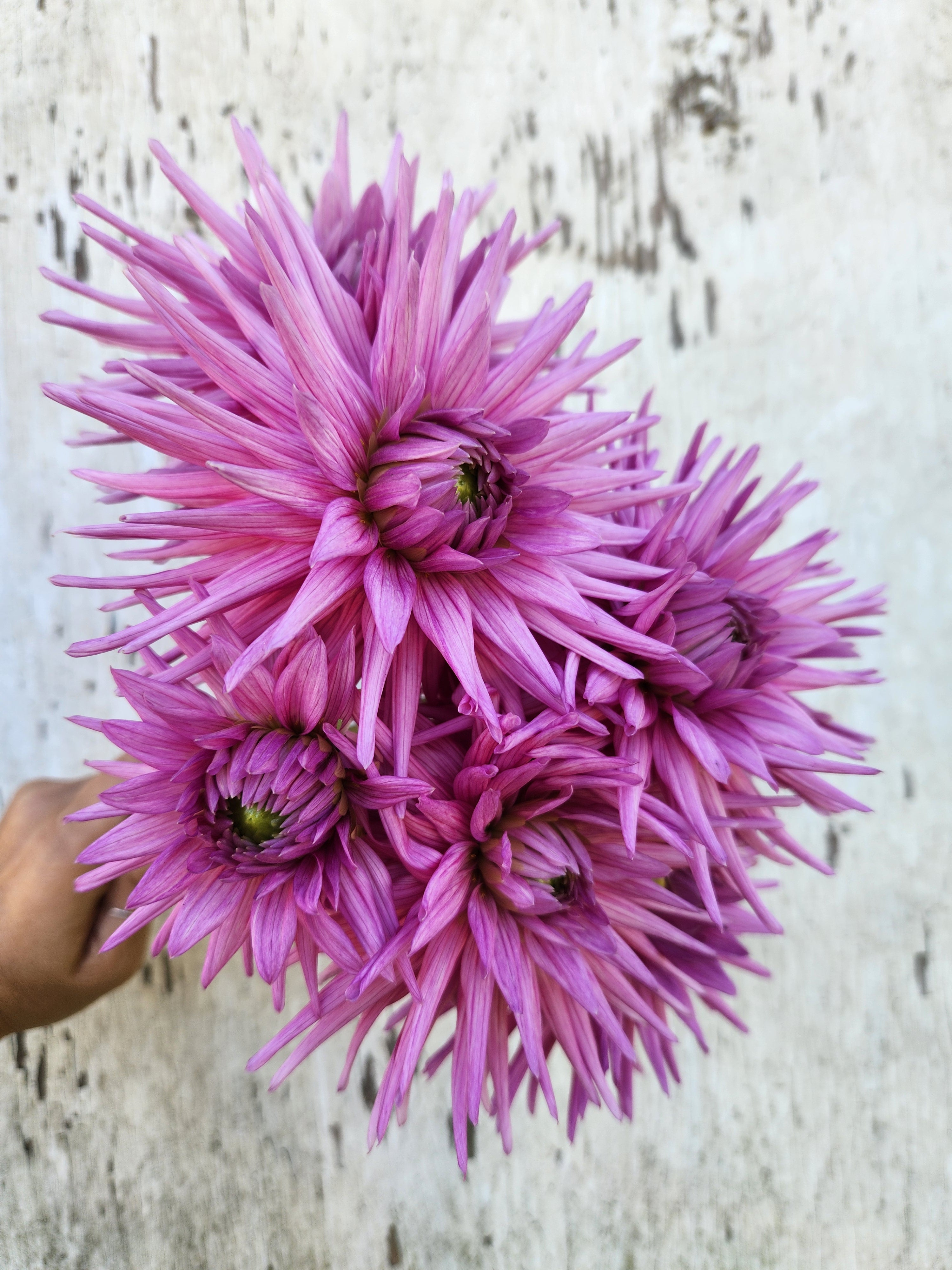 Clearview Carol Marie – Shirley The Flower Truck