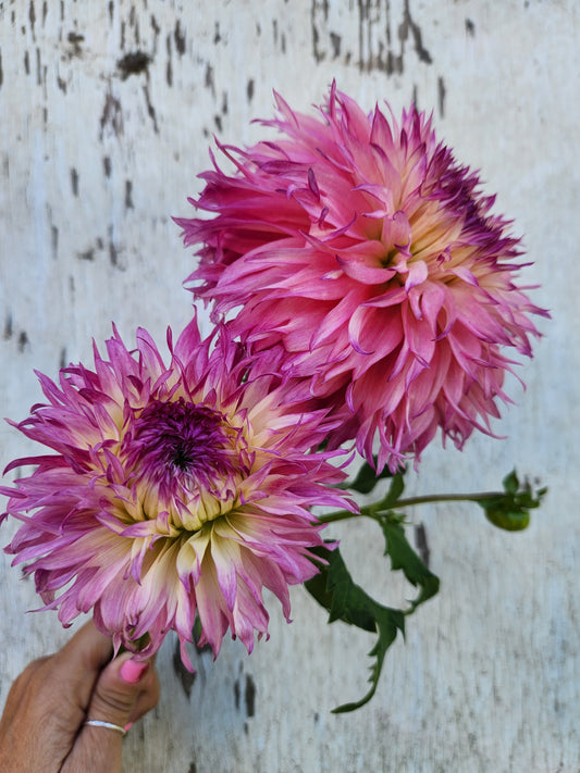 Pinelands Princess
