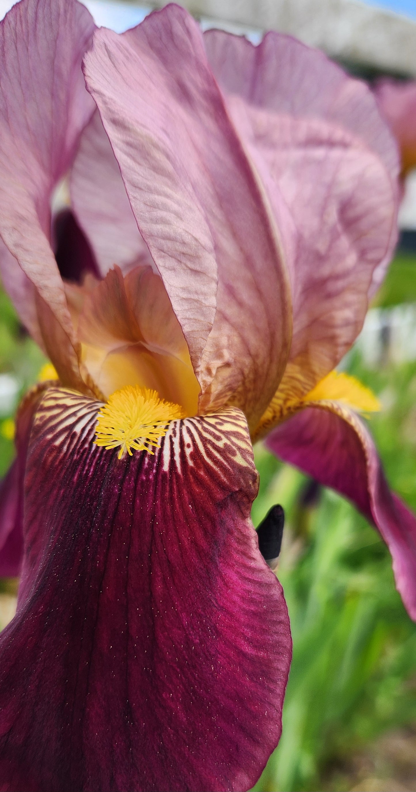 Two tone purple Bearded Iris