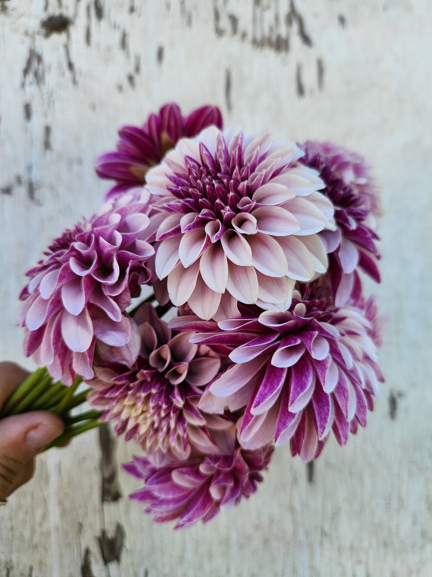 Salish Twilight Girl