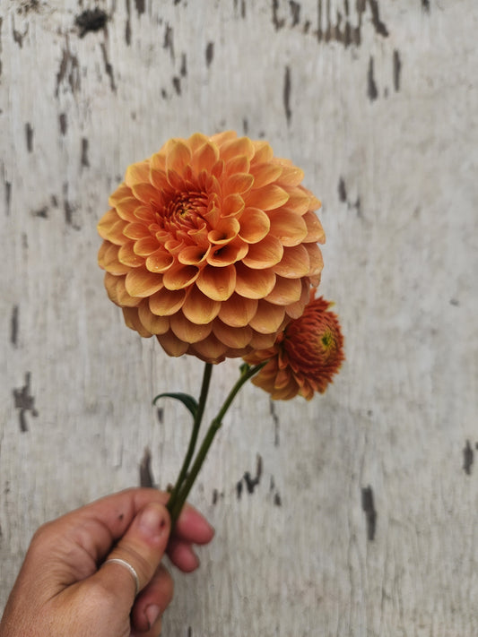 Caleb's Orange Crush