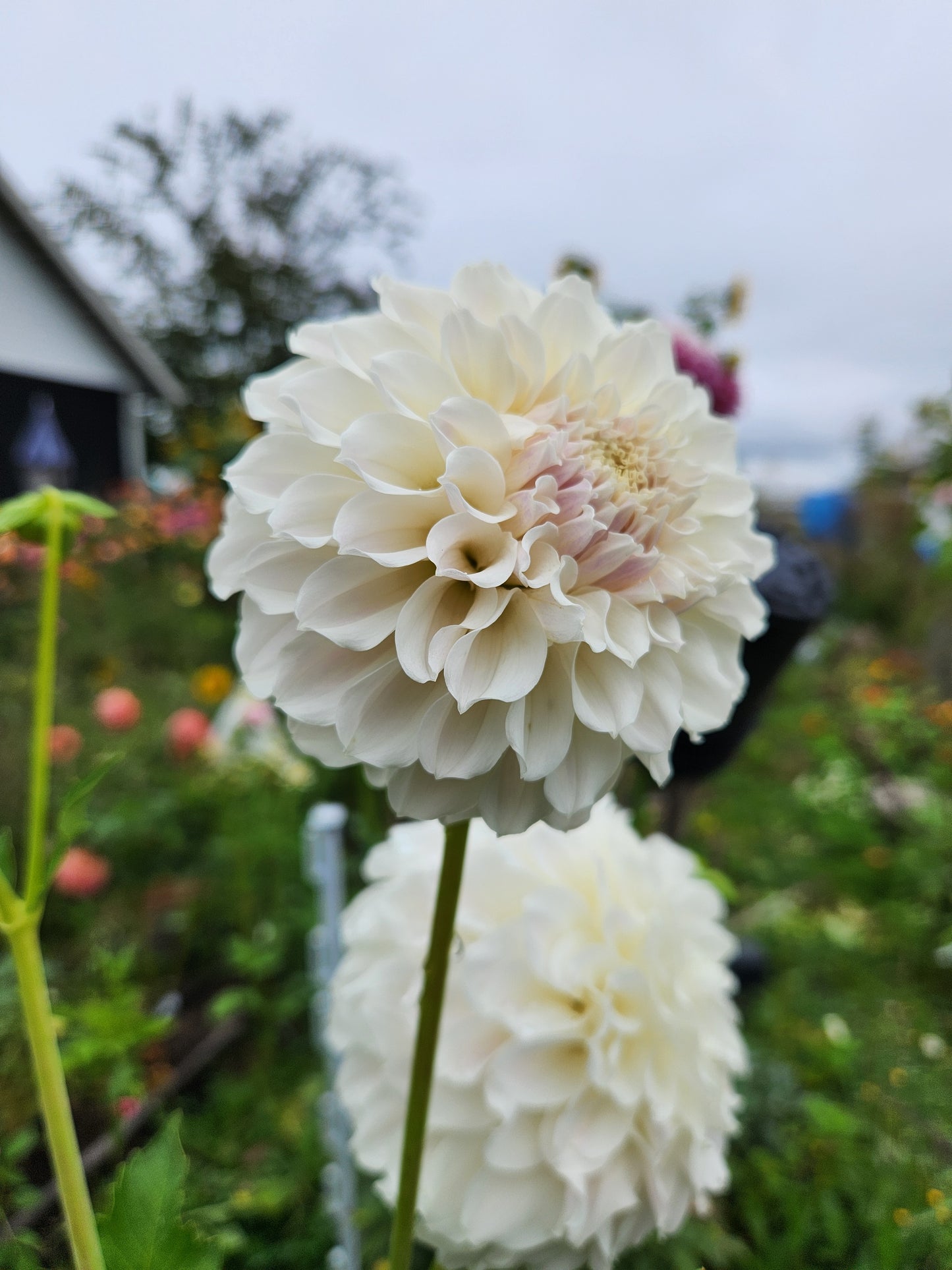 Irish Ruffles Dahlia