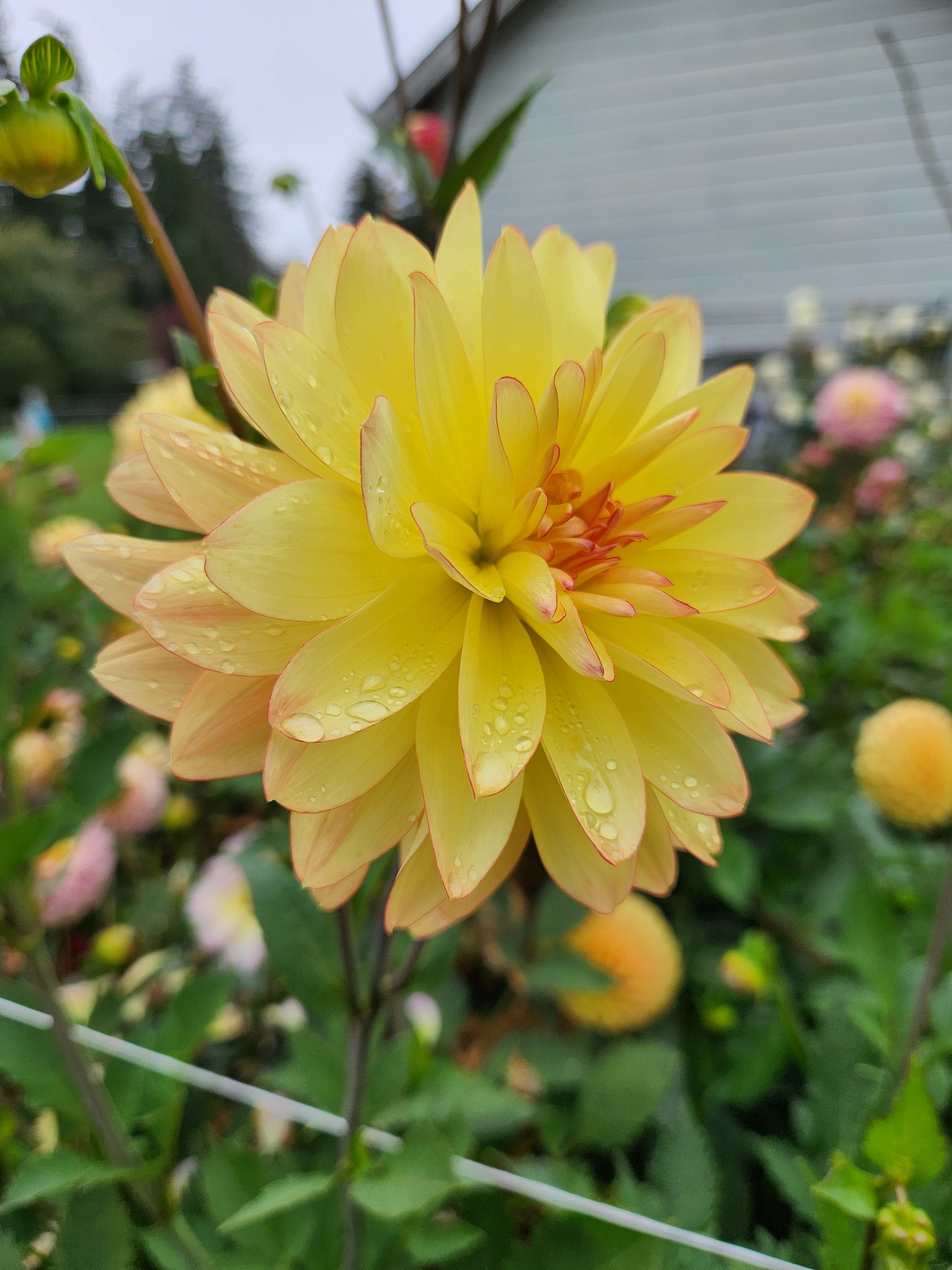 Keith H. Dahlia