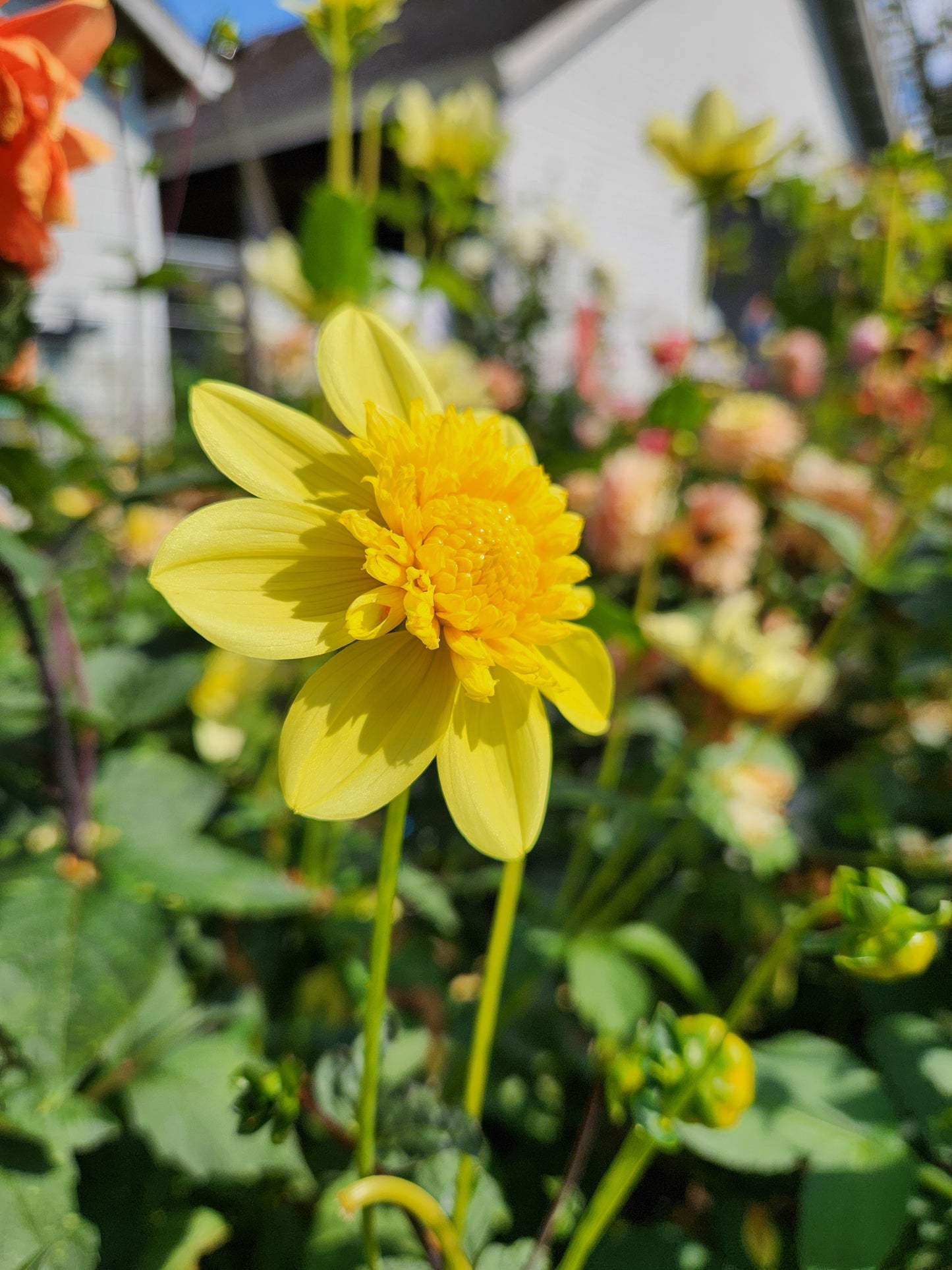 Sandia Sunbonnet